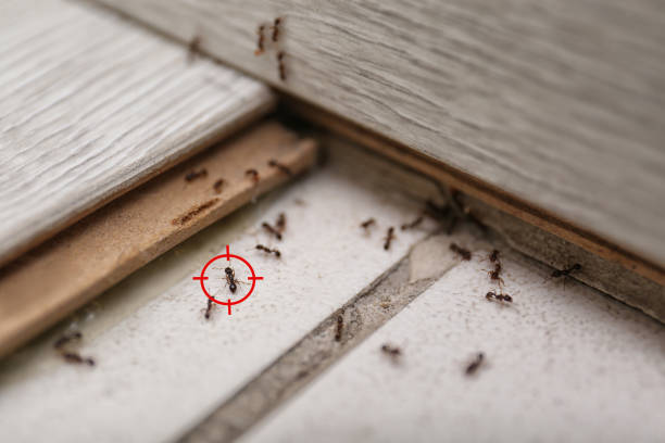 Best Exterminator Services  in Tazewell, VA