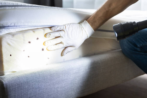 Best Local Pest Control Services  in Tazewell, VA
