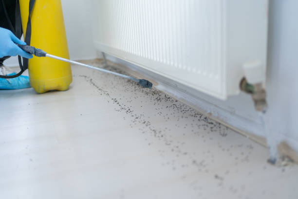 Reliable Tazewell, VA Pest Control Solutions