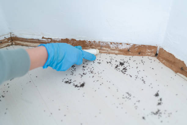 Best Affordable Pest Control Services  in Tazewell, VA
